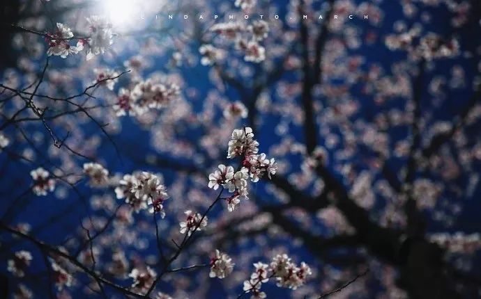 妯辨妗冩潖鏉庢ⅷ杈ㄨ鏂规硶,姊呮潕妗冩潖妯辫姳鎬庝箞鍖哄垎