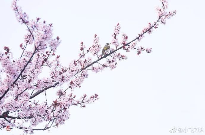 妯辨妗冩潖鏉庢ⅷ杈ㄨ鏂规硶,姊呮潕妗冩潖妯辫姳鎬庝箞鍖哄垎