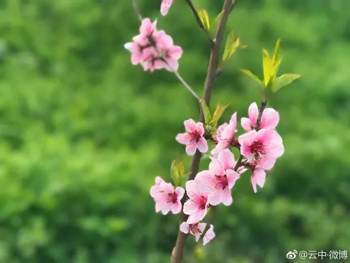 妯辨妗冩潖鏉庢ⅷ杈ㄨ鏂规硶,姊呮潕妗冩潖妯辫姳鎬庝箞鍖哄垎