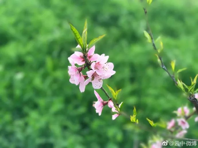 妯辨妗冩潖鏉庢ⅷ杈ㄨ鏂规硶,姊呮潕妗冩潖妯辫姳鎬庝箞鍖哄垎