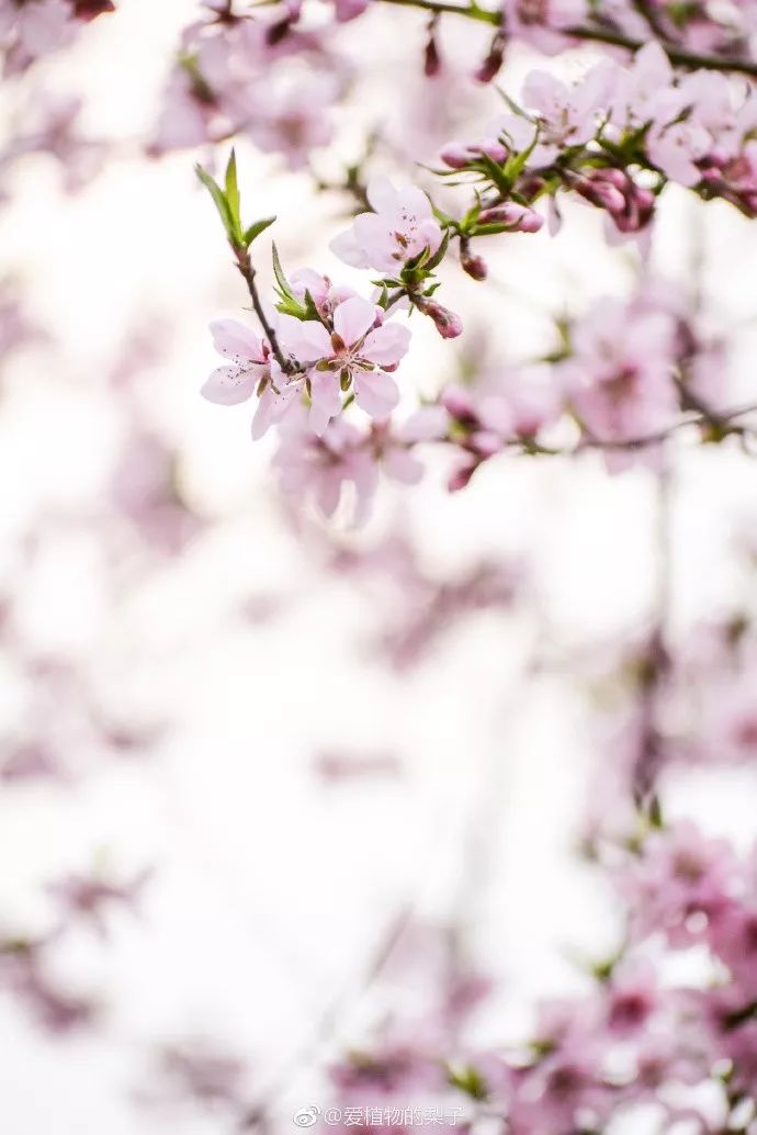 妯辨妗冩潖鏉庢ⅷ杈ㄨ鏂规硶,姊呮潕妗冩潖妯辫姳鎬庝箞鍖哄垎