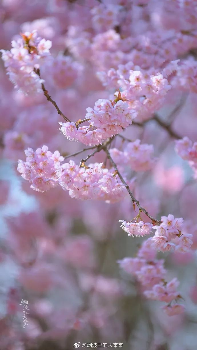 妯辨妗冩潖鏉庢ⅷ杈ㄨ鏂规硶,姊呮潕妗冩潖妯辫姳鎬庝箞鍖哄垎