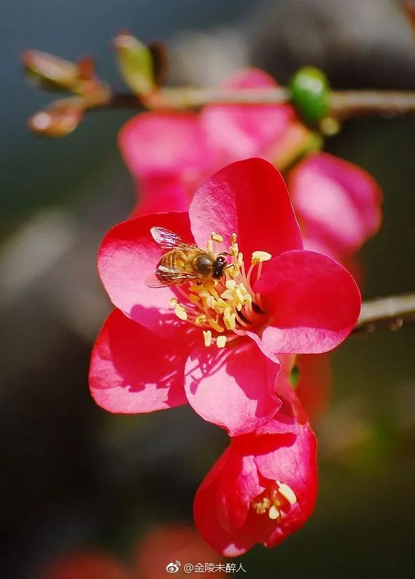 妯辨妗冩潖鏉庢ⅷ杈ㄨ鏂规硶,姊呮潕妗冩潖妯辫姳鎬庝箞鍖哄垎