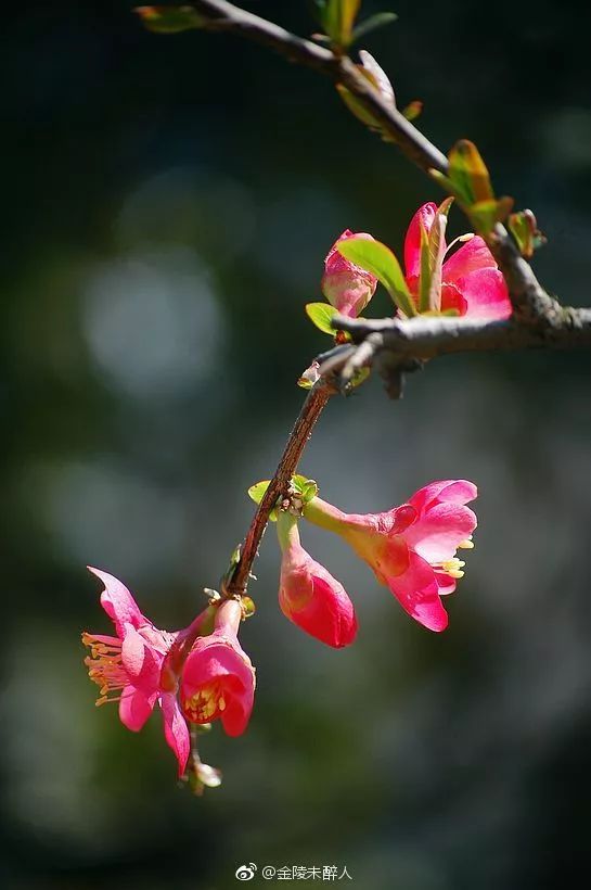 妯辨妗冩潖鏉庢ⅷ杈ㄨ鏂规硶,姊呮潕妗冩潖妯辫姳鎬庝箞鍖哄垎