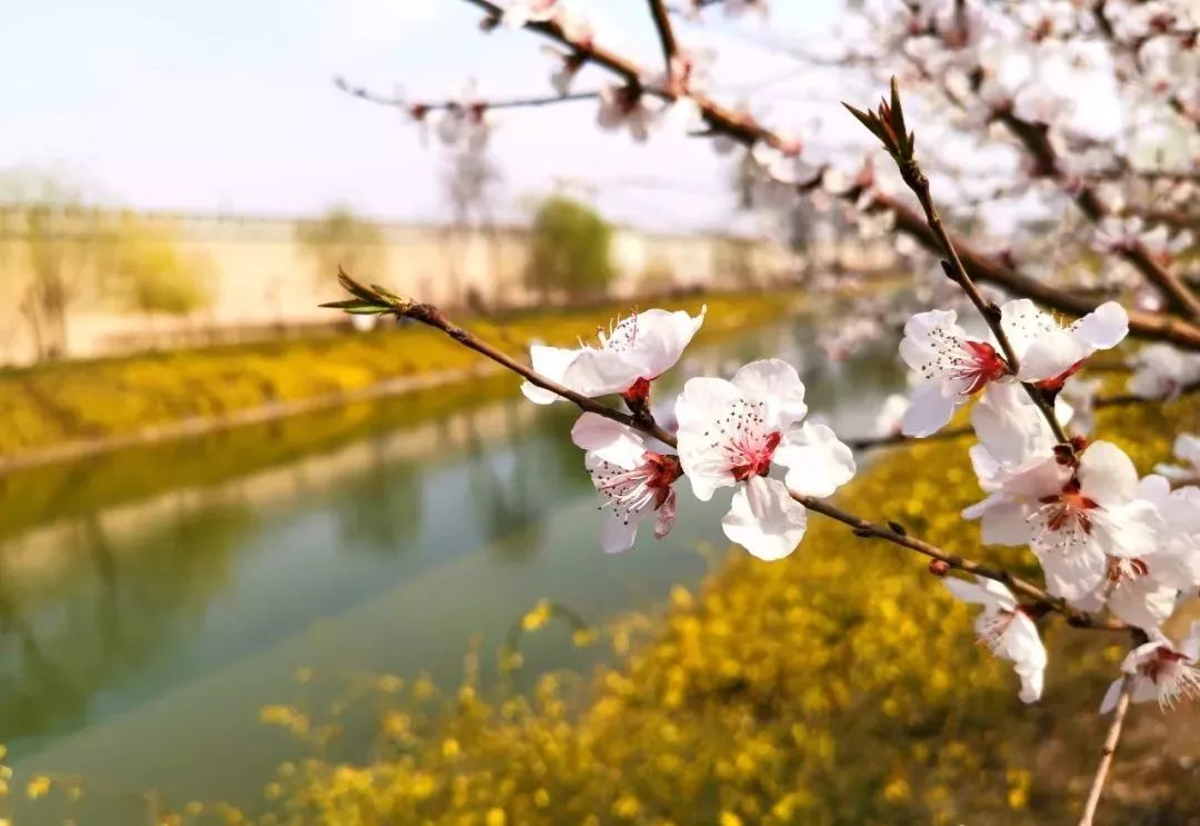清明节正定赏花游攻略,正定清明踏青好去处