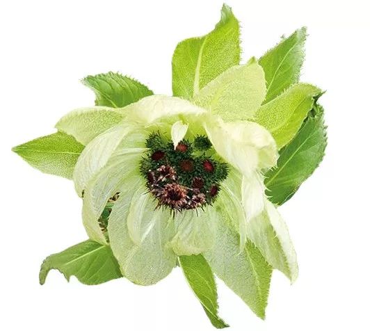 杨不悔和杨过的结局,杨不悔的结局