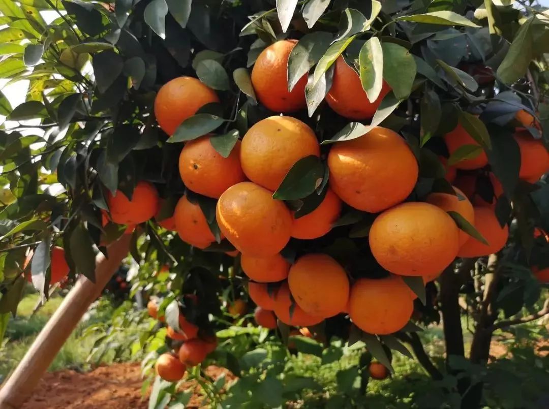 谨慎“柑”！桔子中的“爱马仕”即将空降义乌（粉丝专享价，仅预售两天！）