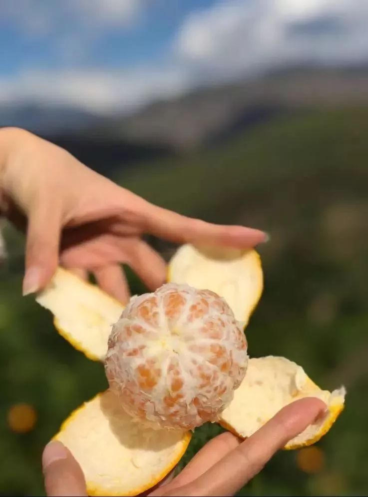 谨慎“柑”！桔子中的“爱马仕”即将空降义乌（粉丝专享价，仅预售两天！）