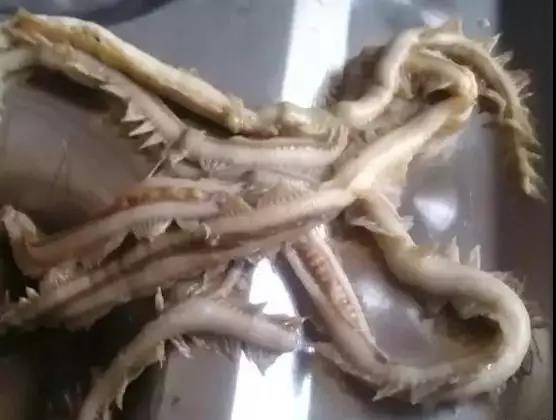 湛江海鲜你吃过了吗,朴实无华的湛江人吃海鲜