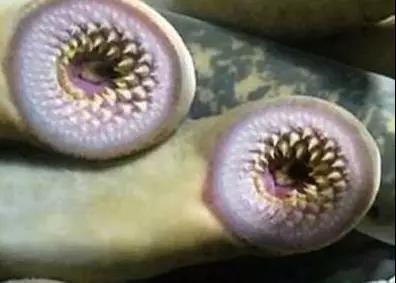 湛江海鲜你吃过了吗,朴实无华的湛江人吃海鲜