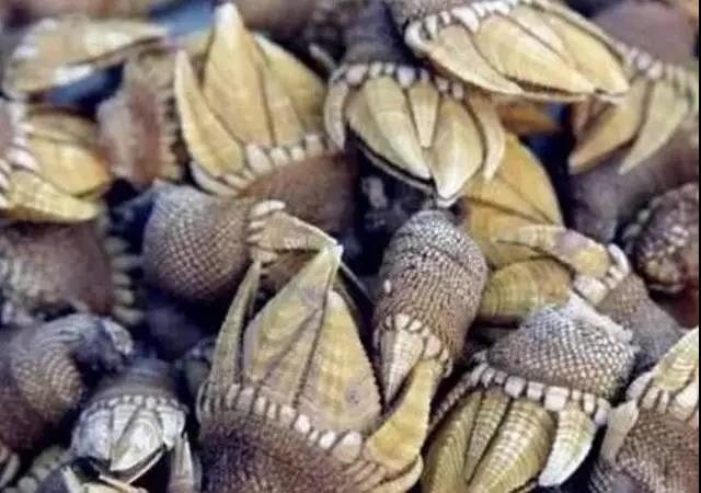 湛江海鲜你吃过了吗,朴实无华的湛江人吃海鲜