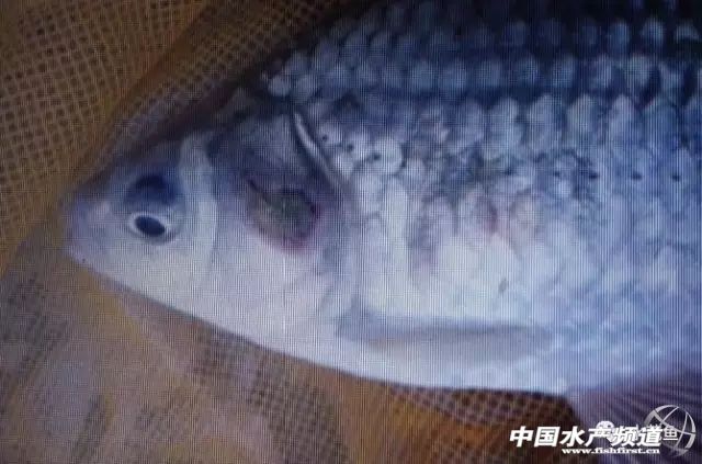 常见鱼鳃病,鱼类最难治的病