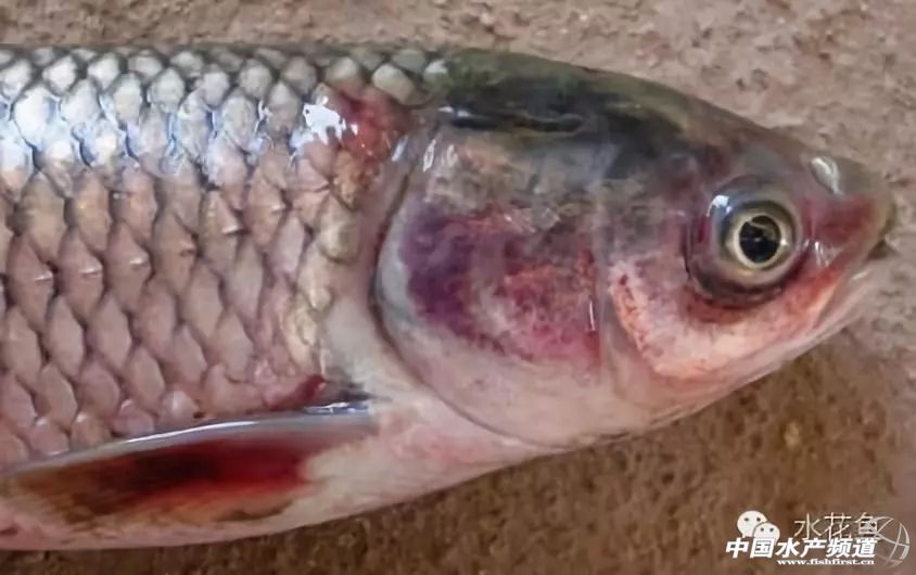 常见鱼鳃病,鱼类最难治的病