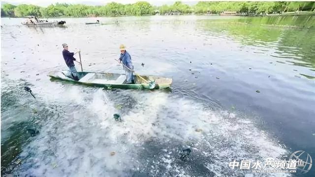 常见鱼鳃病,鱼类最难治的病