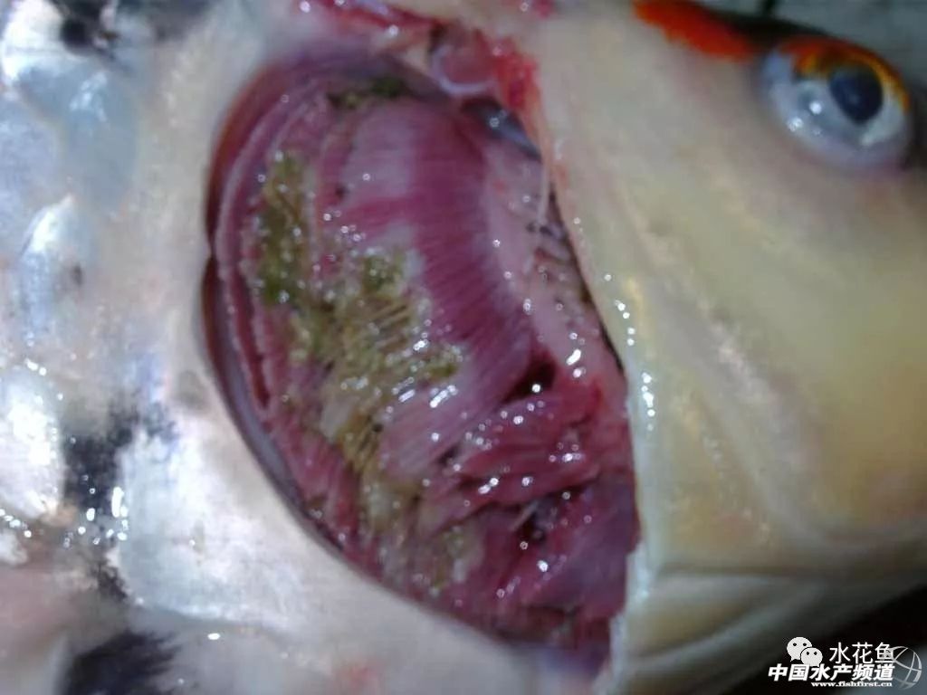 常见鱼鳃病,鱼类最难治的病