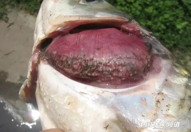 常见鱼鳃病,鱼类最难治的病