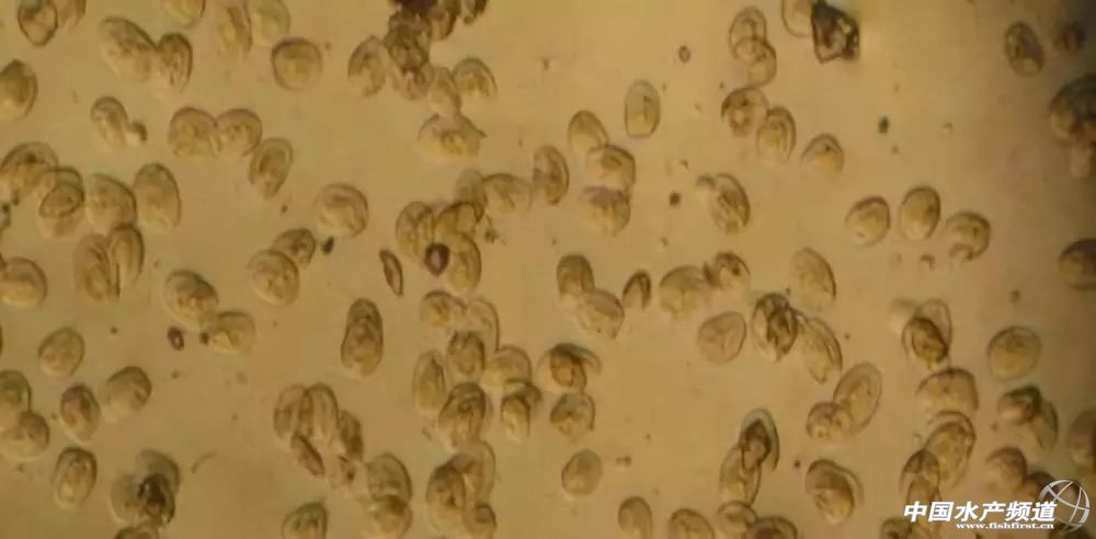 常见鱼鳃病,鱼类最难治的病