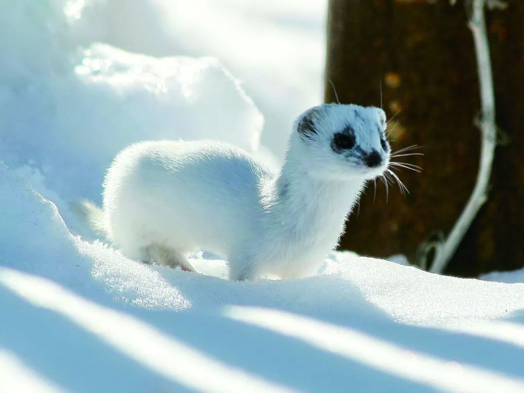 萌宠雪貂多少钱一只啊,萌宠雪貂的视频