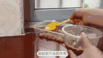 一勺洗衣粉,一勺洗衣粉让蟑螂断子绝孙