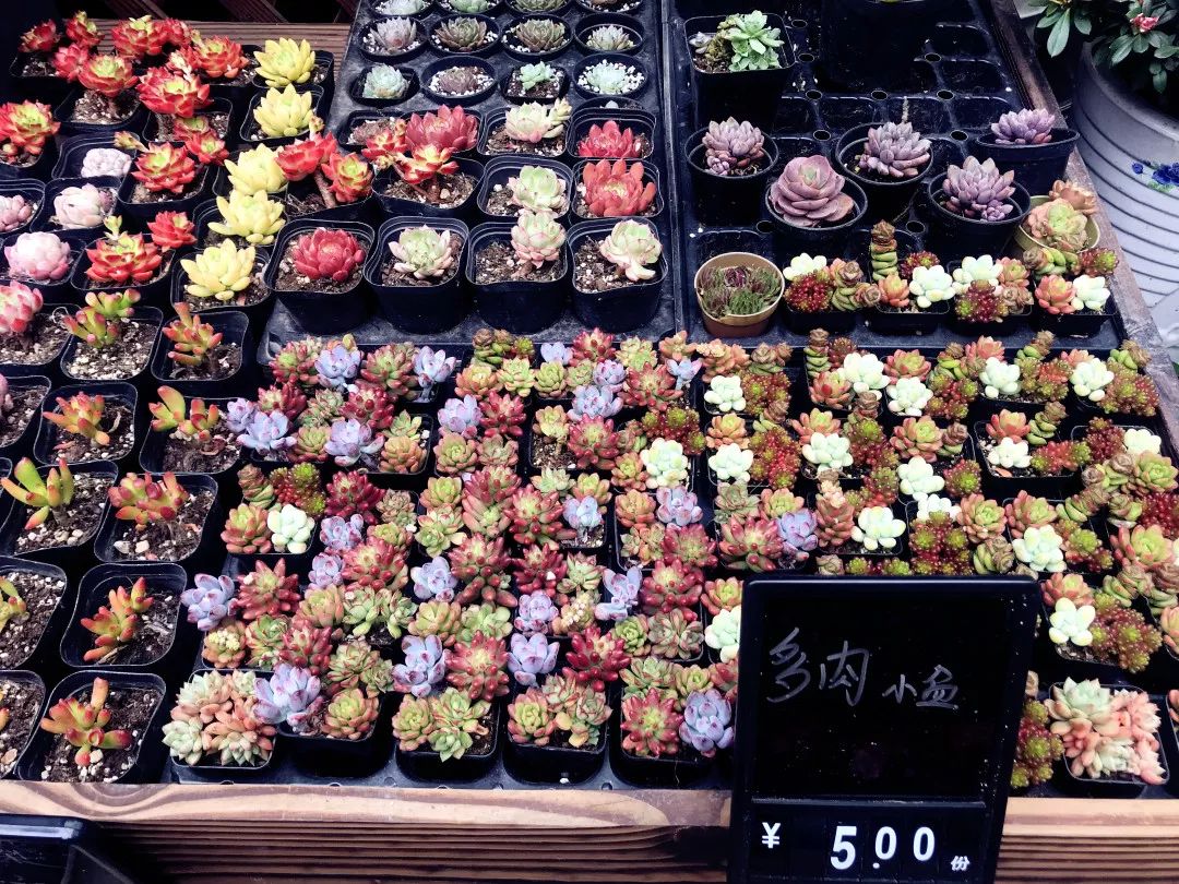 花色撩人，亲测德阳这两家花市，“花chi”去了就不想出来！