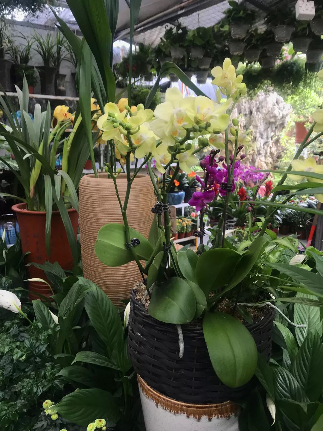 花色撩人，亲测德阳这两家花市，“花chi”去了就不想出来！