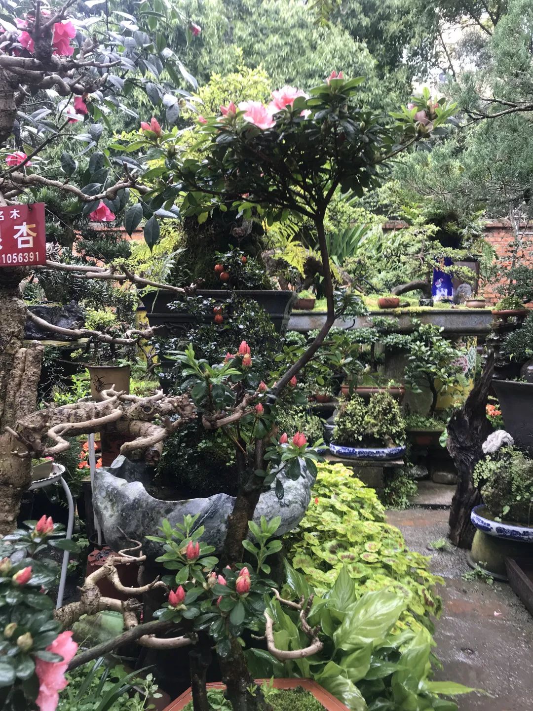 花色撩人，亲测德阳这两家花市，“花chi”去了就不想出来！