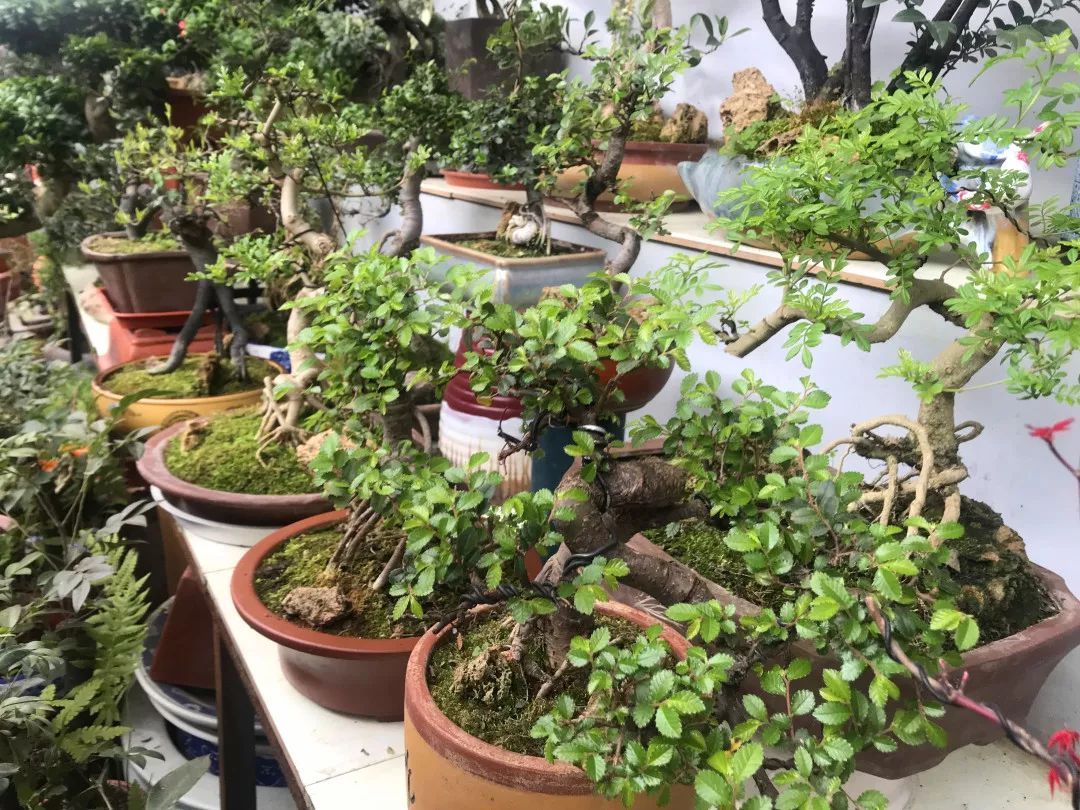 花色撩人，亲测德阳这两家花市，“花chi”去了就不想出来！