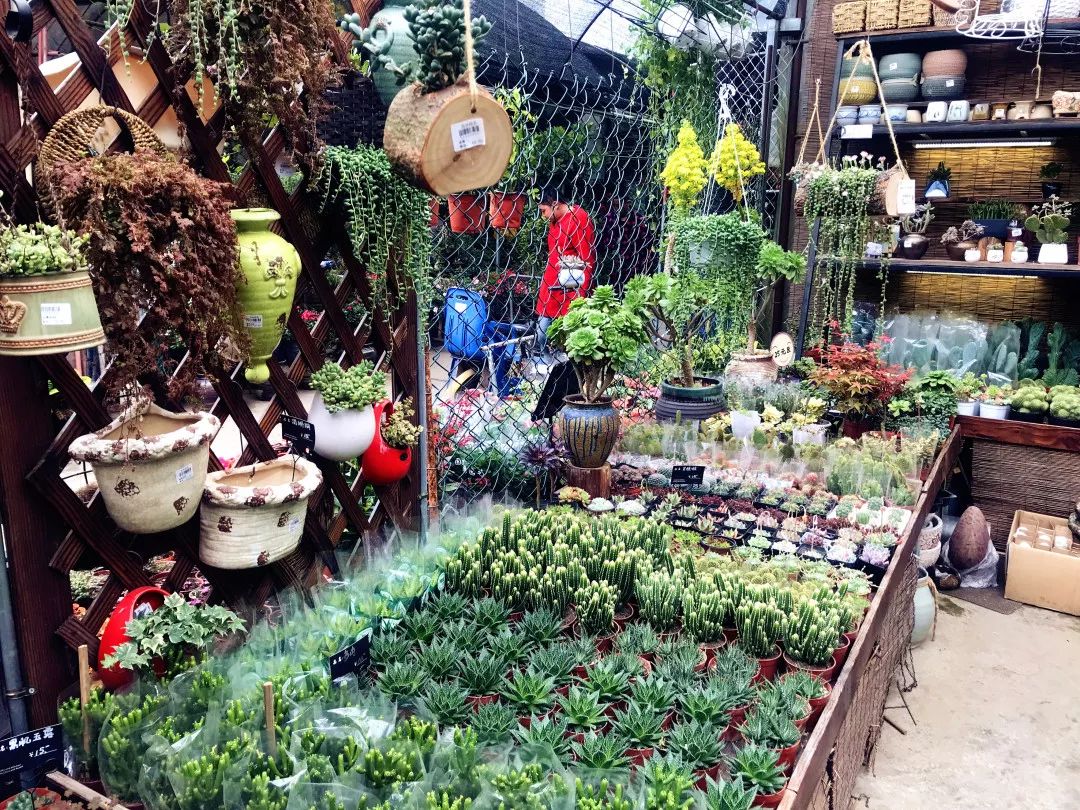 花色撩人，亲测德阳这两家花市，“花chi”去了就不想出来！