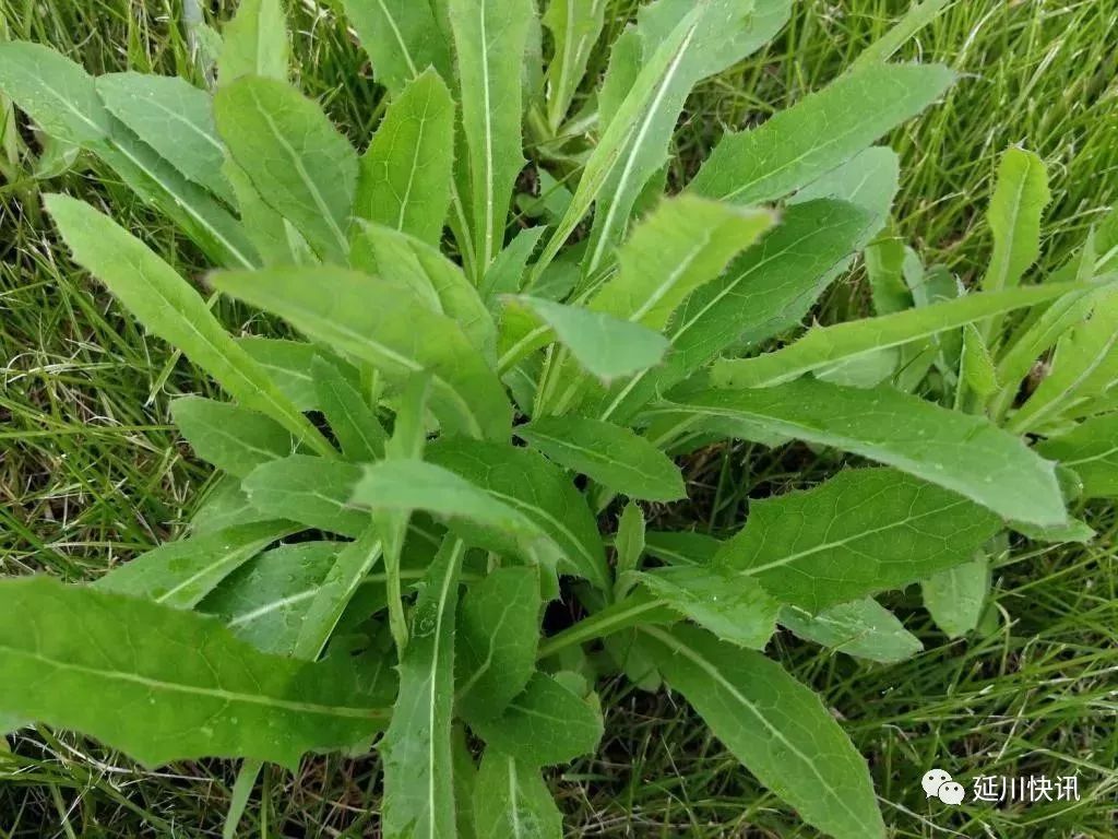 刘凤珍最美散文,刘凤珍散文精选