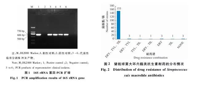 猪链球菌病研究过程,有关微生物抗药性最新论文