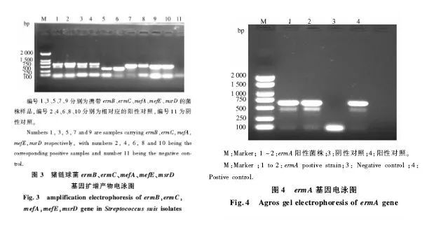 猪链球菌病研究过程,有关微生物抗药性最新论文