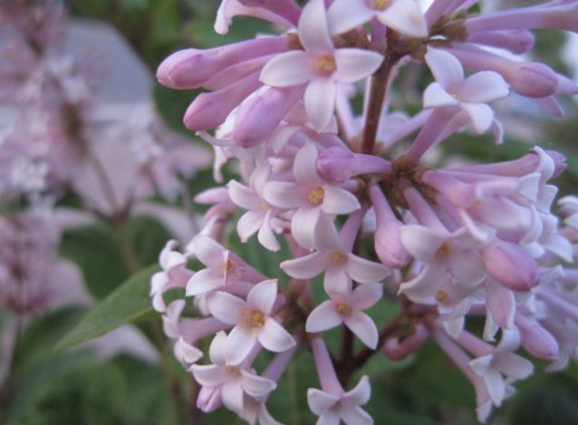 清明节正定赏花游攻略,正定清明踏青好去处