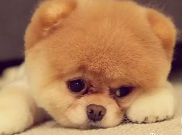 如何防止狗狗患上老年痴呆,什么狗狗竟然也会得老年痴呆