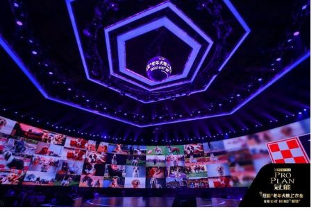 如何防止狗狗患上老年痴呆,什么狗狗竟然也会得老年痴呆