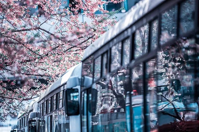 上海顾村公园赏樱花图片,全季顾村公园