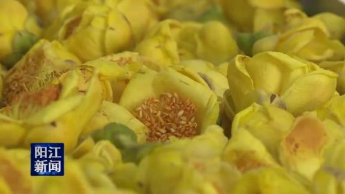 金花茶传统加工方法,广东阳东县北惯镇金花茶