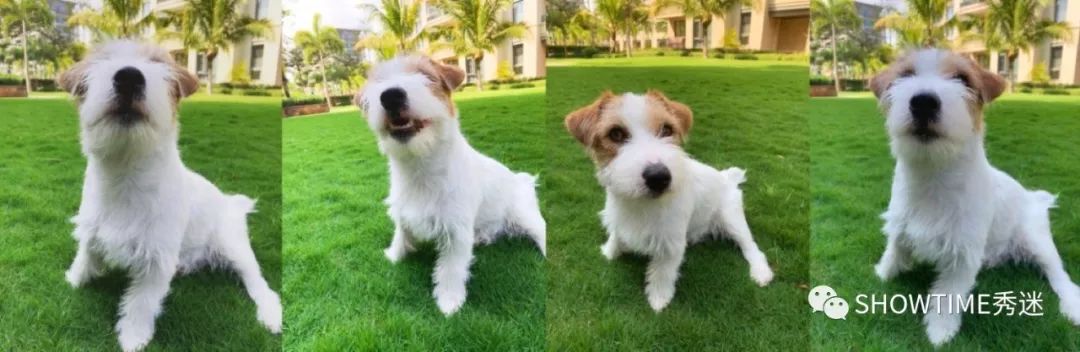 Elyn：非常安静内向的……野姑娘。|犬学知识专业版封面故事