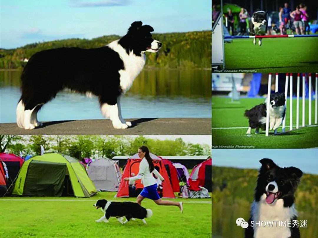 Elyn：非常安静内向的……野姑娘。|犬学知识专业版封面故事