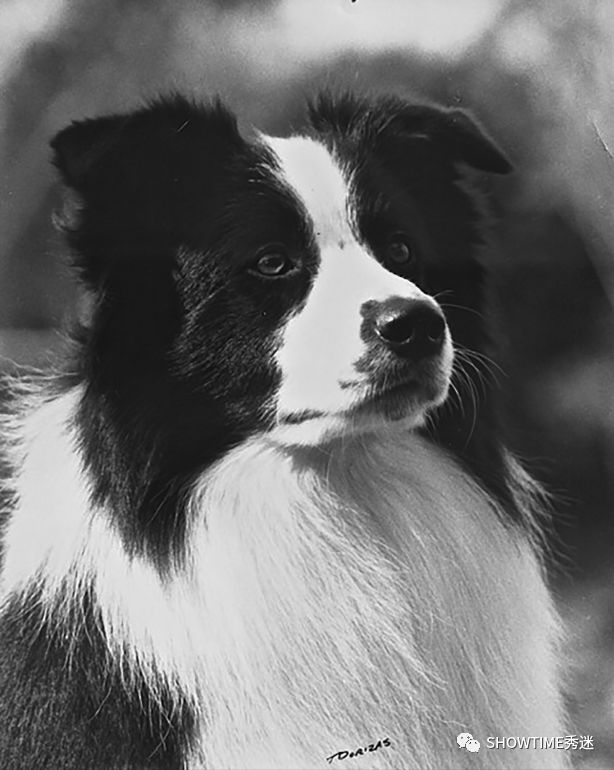 Elyn：非常安静内向的……野姑娘。|犬学知识专业版封面故事