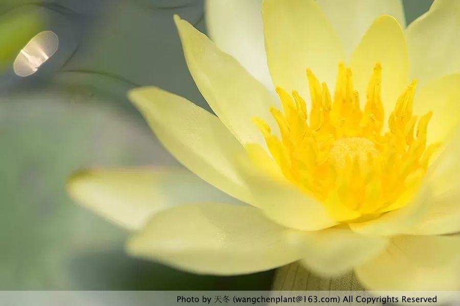 微型睡莲的品种及图片介绍,冬季适合种植的睡莲