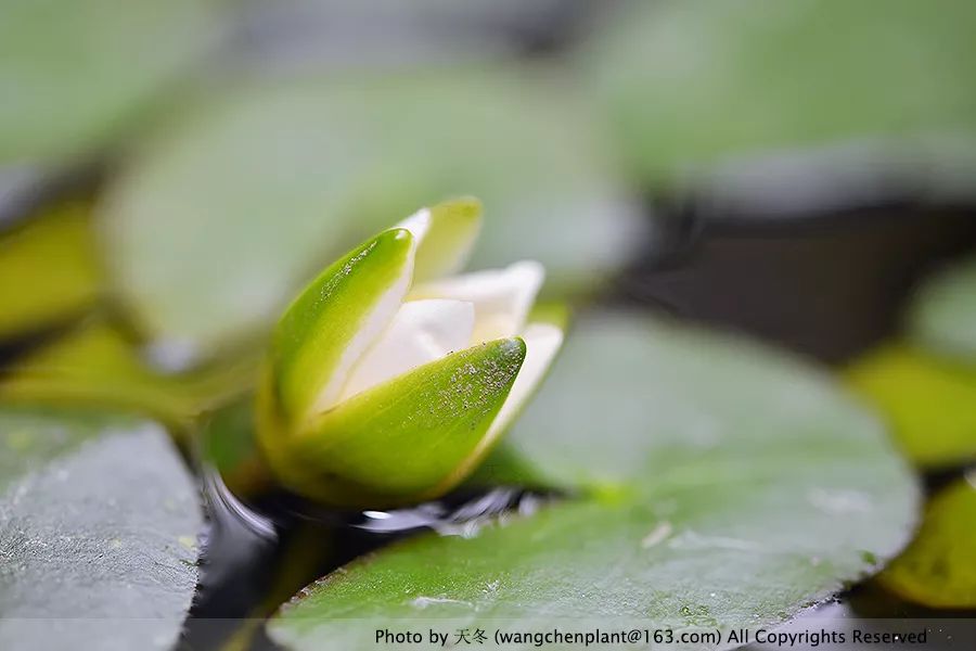 微型睡莲的品种及图片介绍,冬季适合种植的睡莲