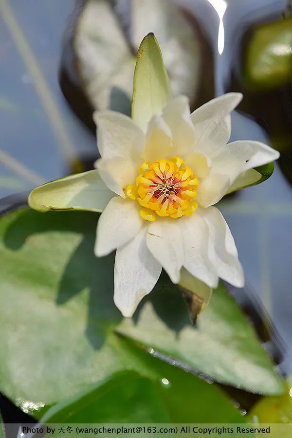 微型睡莲的品种及图片介绍,冬季适合种植的睡莲