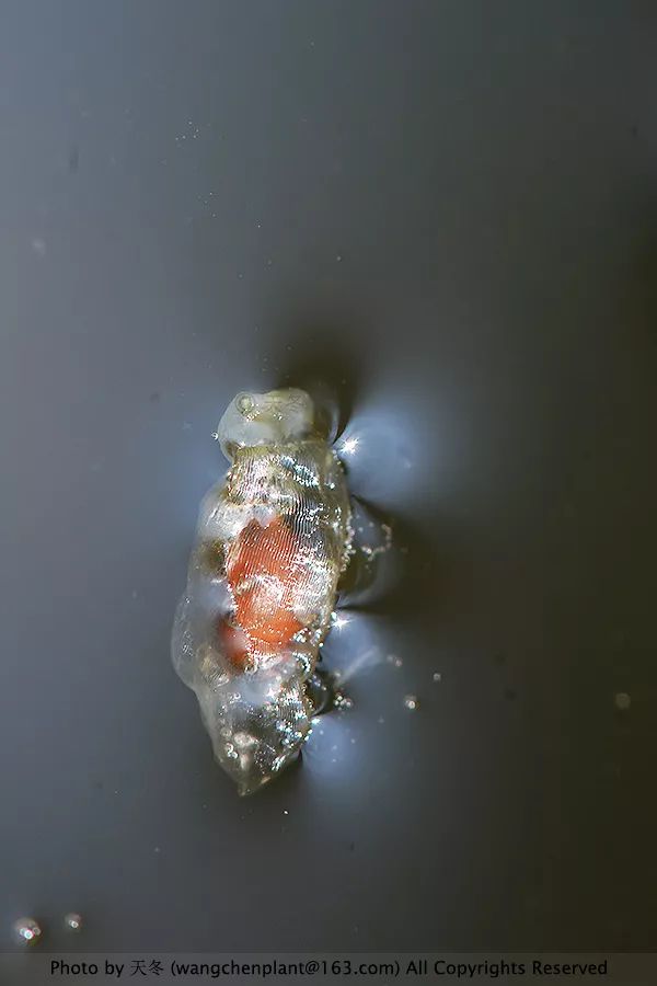 微型睡莲的品种及图片介绍,冬季适合种植的睡莲