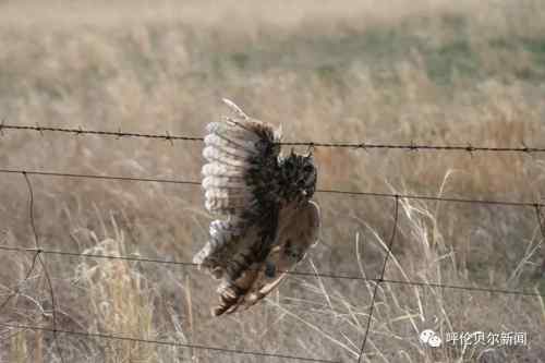 蒙古雕鸮,大鸟雕鸮