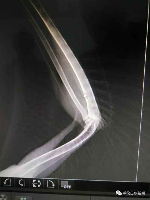 蒙古雕鸮,大鸟雕鸮