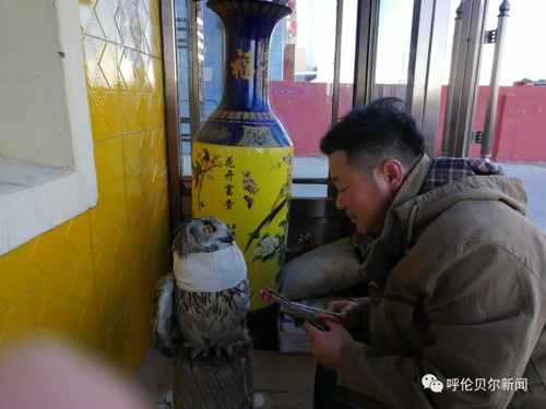 蒙古雕鸮,大鸟雕鸮