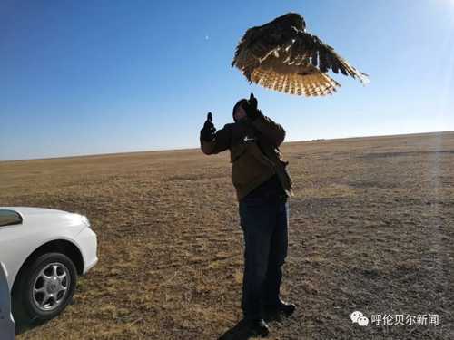 蒙古雕鸮,大鸟雕鸮