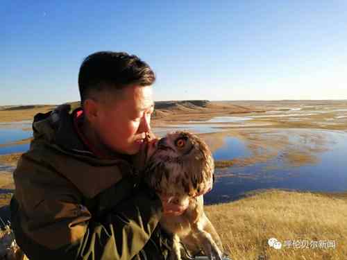 蒙古雕鸮,大鸟雕鸮