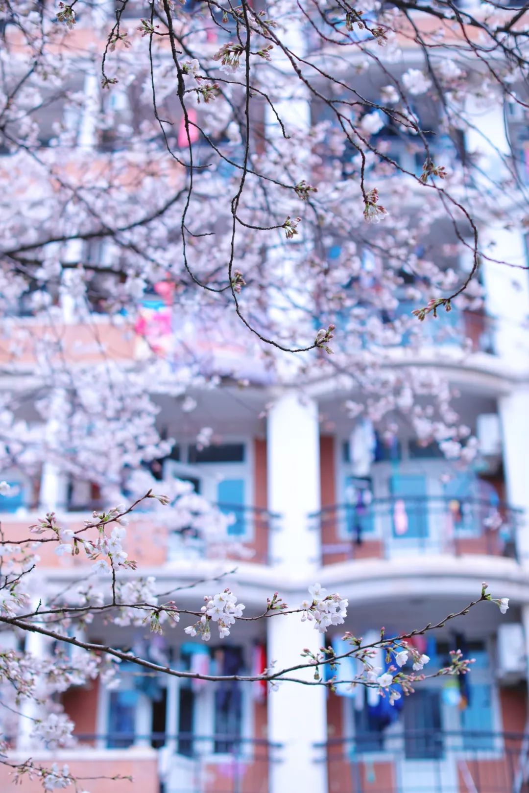 上海顾村公园赏樱花图片,全季顾村公园