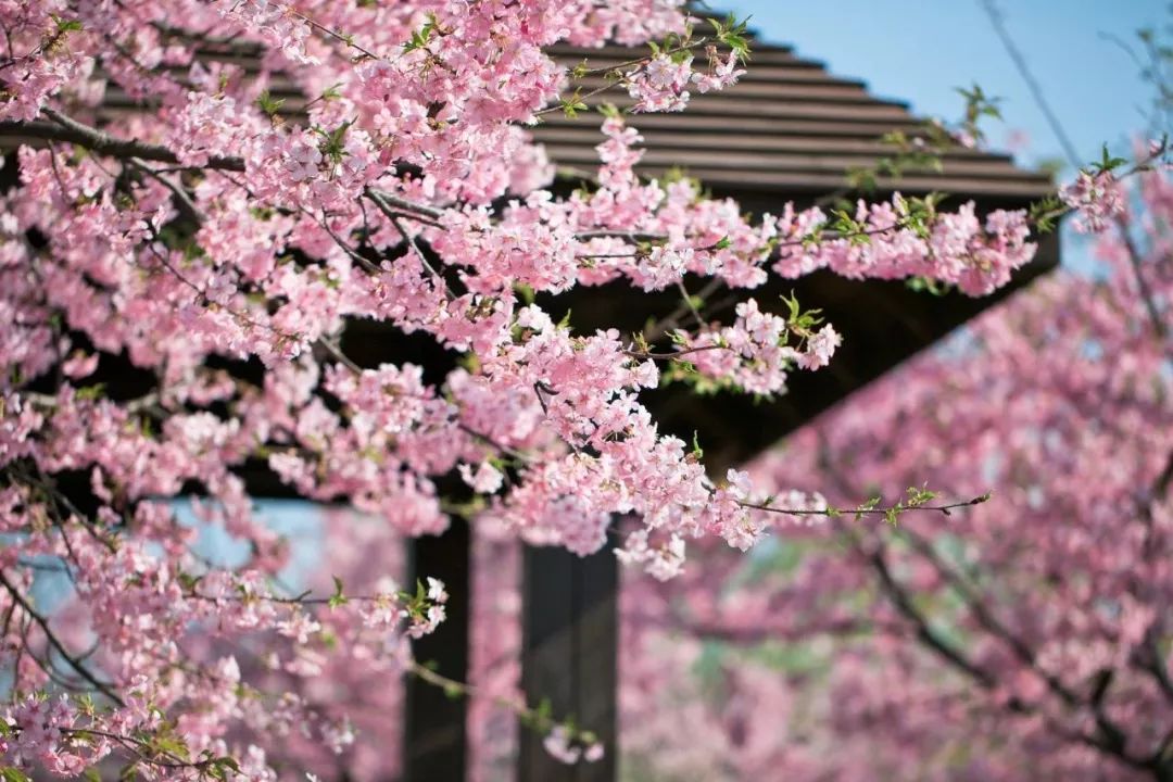 吵翻了！魔都16区终于正面PK！哪个是你心中的C位担当？